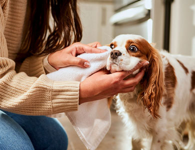 chien cavalier king charles qui se fait nettoyer les yeux