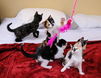 five kittens playing