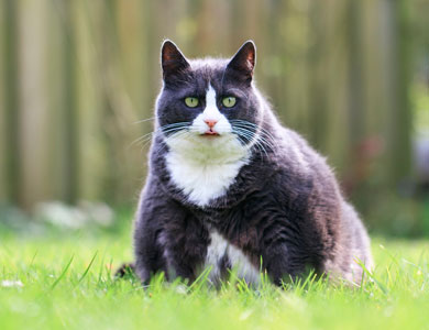 obese black and white cat sitting outside on the lawn