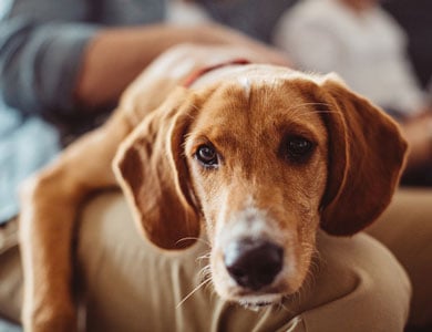 chien couché sur les genoux d'un homme