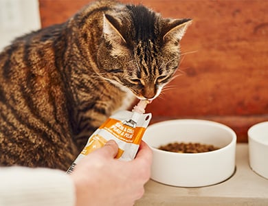 Chat qui mange une gâterie