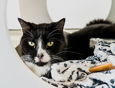cat in Mondou's adoption zone