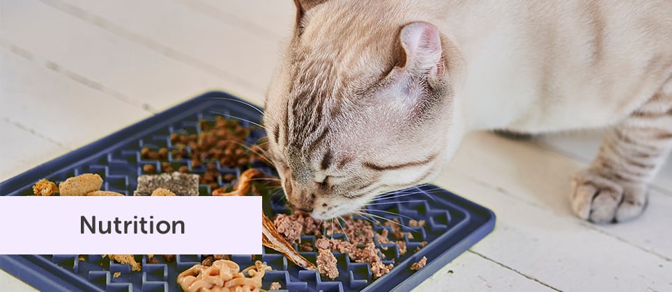 5 ways to upgrade your cat&rsquo;s meals