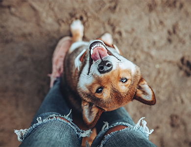 Chien à la tête relevée qui fixe la caméra, assis sur un sol de sable et appuyé sur des jambes