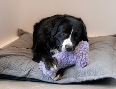 chien avec toutou