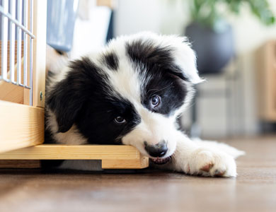 puppy chews on wooden pallet