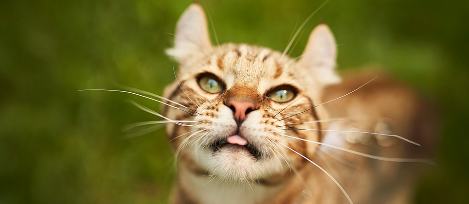 Mythes sur les chats : entre croyances populaires et réalité