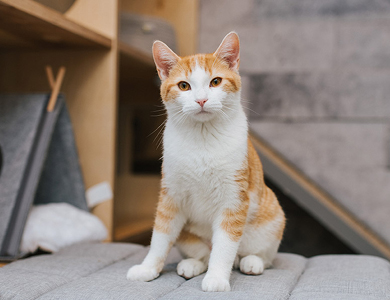 Ready to get a cat? Here’s how to adopt one  that’s right for you! 