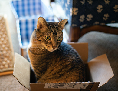 Les chats et les boîtes