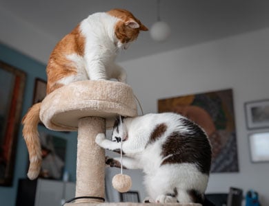 ginger and white cat and black and white cat in a cat tree