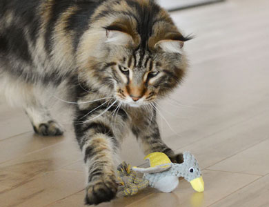 chat tigré fauve qui tend la patte vers un jouet rose pour jouer