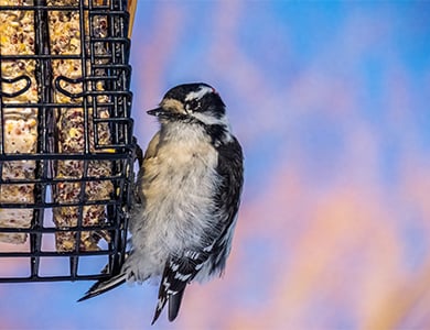 woodpecker eating suet while holding the feeder