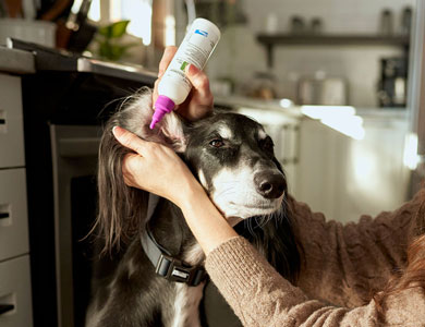 dog gets a product put in its ear