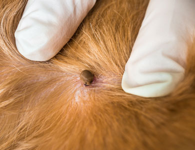 close-up of a tick in the skin of a dog