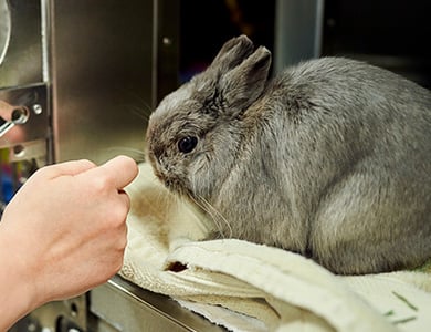 Bunny at shelter
