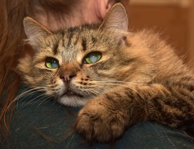 chat tigré à poil long avec des cataractes