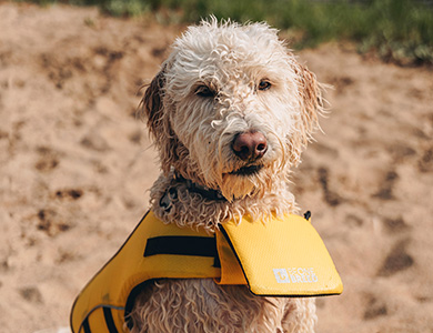 Bailey avec sa veste de flottaison 