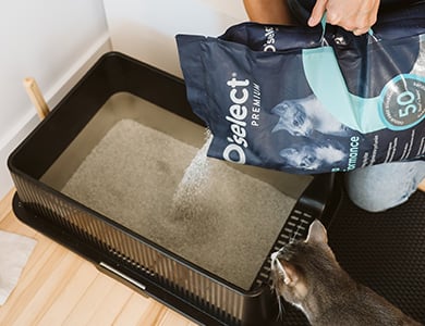 Refill the litter box