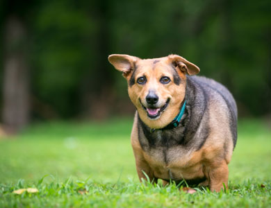 chien fauve et noir qui fait de l'embonpoint dehors debout sur le gazon