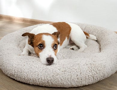 chien couché sur un coussin