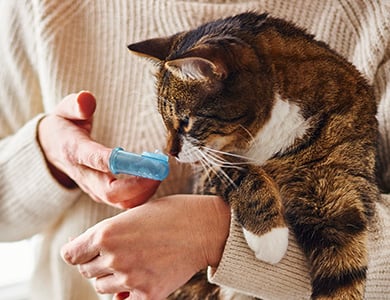 Chat qui se fait brosser les dents