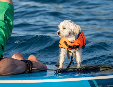 chien carlin portant une veste de sauvetage installé sur la pointe d'un kayak jaune avec en arrière-plan un lac et une cabane