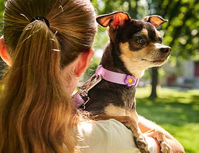 Chihuahua dans les bras d’une jeune fille