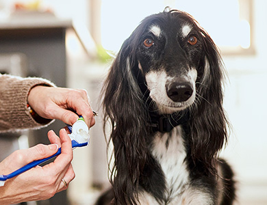 Chien prêt à se faire brosser les dents