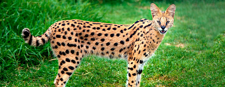 Savannah - Serval
