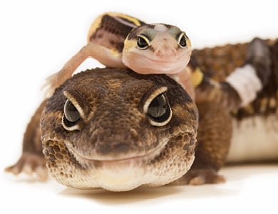 Un Gecko à queue grasse