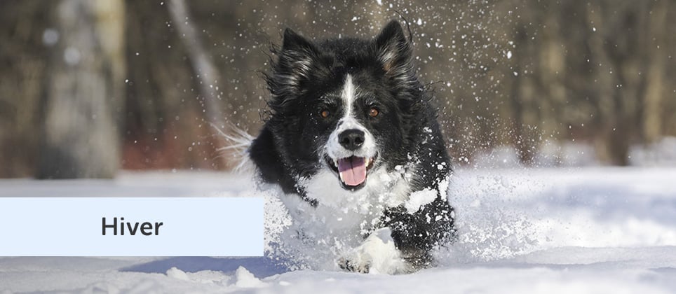 Sports à pratiquer en plein air avec votre chien cet hiver