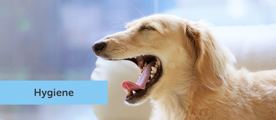 Your dog's dental health: essential care strategies