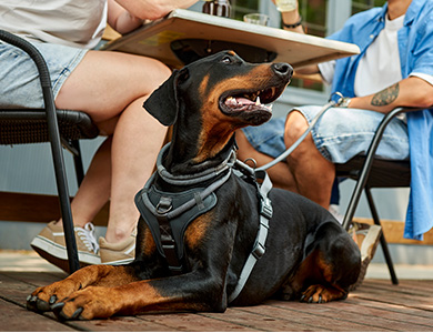 Chien sur une terrasse