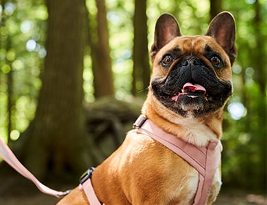 Chien prêt à se faire brosser les dents