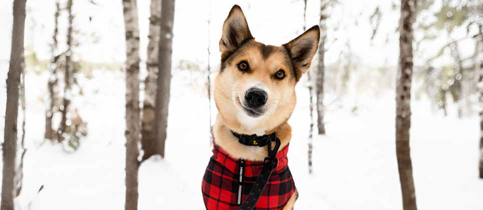 Why should your dog wear boots and a coat in winter?