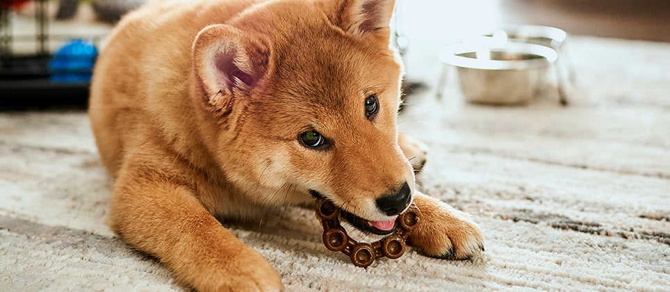 Top 10 best dental treats for dogs