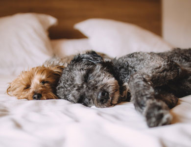 un yorkshire et un petit caniche gris dorment sur un lit 