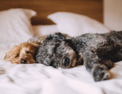 a yorkshire and a small grey poodle sleeping on a bed