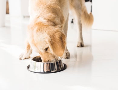 golden retriever qui mange dans un bol métallique