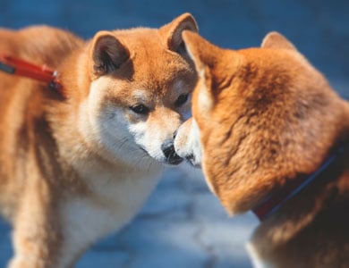two shiba inu dogs sniffing each other
