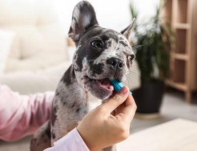 chien bouledogue français qui se fait brosser les dents