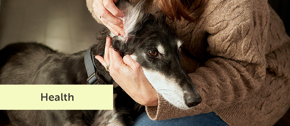 Ear infections in dogs: signs, treatment, and prevention