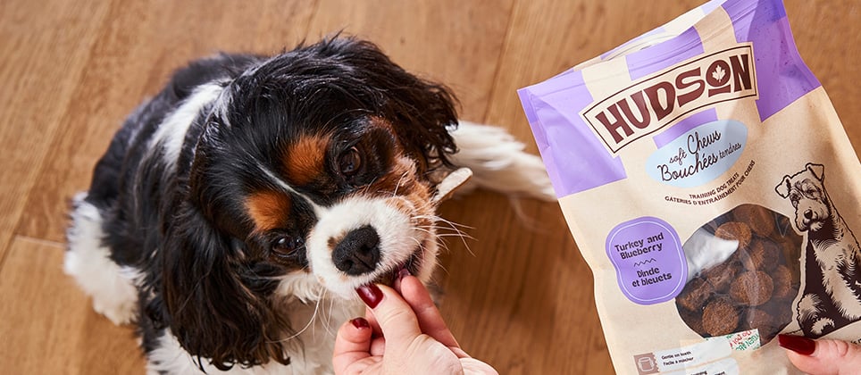 Top 10 des meilleures g&acirc;teries d'entra&icirc;nement pour chiens