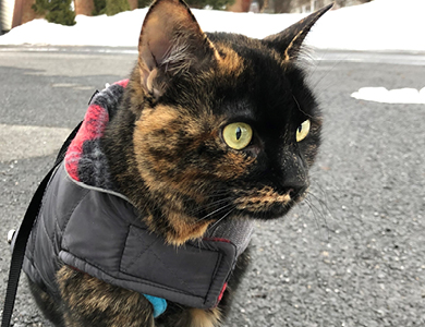 chat avec un manteau