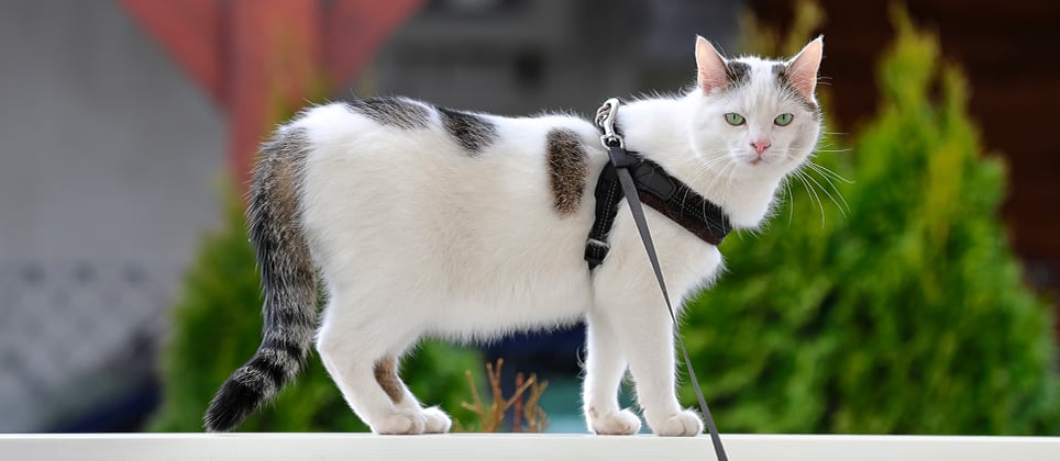 A practical guide to walking your cat on a leash