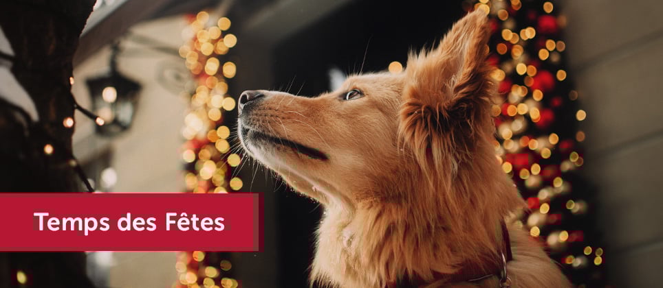 Les plus beaux marchés de Noël à découvrir avec votre chien