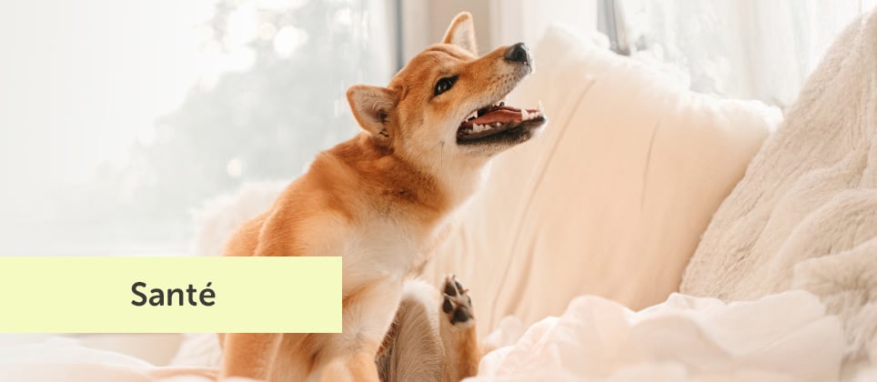 Puces : tout ce que vous devez savoir