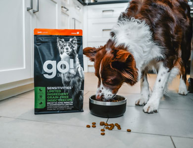 Herding dog eating from a bowl with a bag of go solutions sensitivities food next to it