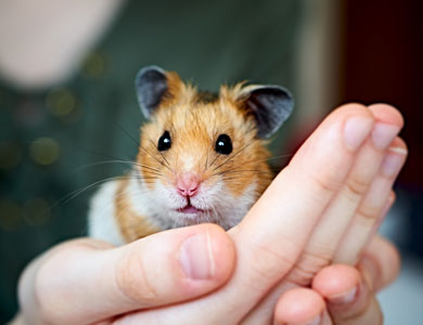 des mains tiennent un hamster