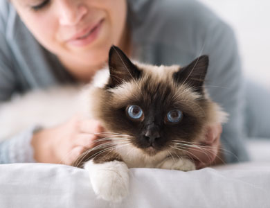 a woman in the background is lying down with a Himalayan cat seen in the foreground